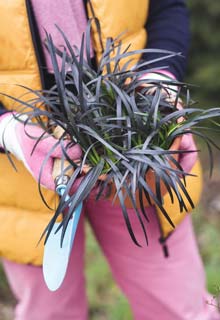 Plantation des vivaces en automne