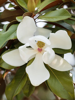 Le magnolia ne craint pas la pollution !