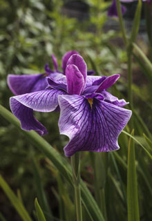 Les plantes verticales en pot