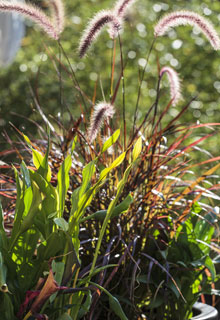 Les plantes verticales en pot