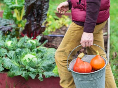 Que faire au potager en automne ?