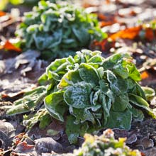 Que faire au potager en automne ?