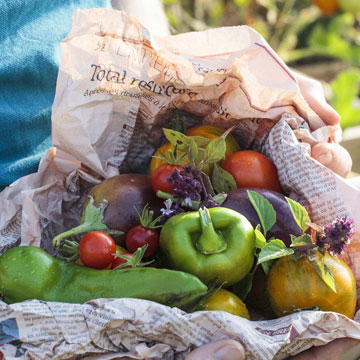 Que faire au potager en t ?