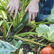 Que faire au potager en t ?