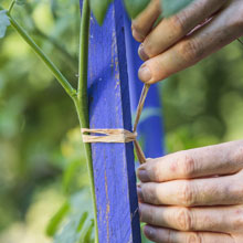 Que faire au potager en t ?