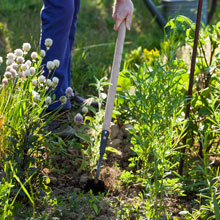 Que faire au potager en t ?