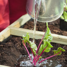 Que faire au potager en t ?