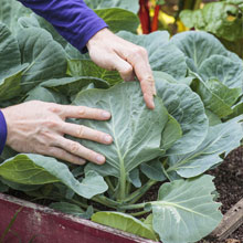 Que faire au potager en t ?