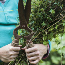 Que faire au potager en t ?