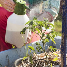 Que faire au potager en t ?