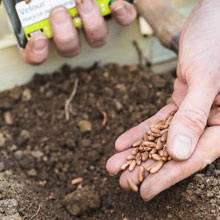 Que faire au potager en t ?