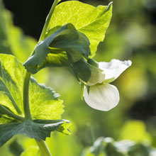 Que faire au potager en t ?