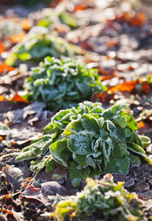 Que faire au potager en hiver ?