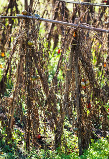 Que faire au potager en hiver ?