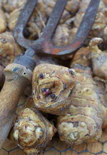 Que faire au potager en hiver ?