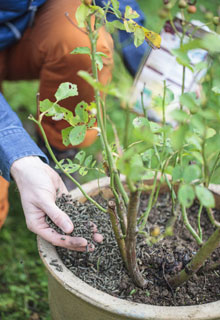 Des pots et jardinires en version bio