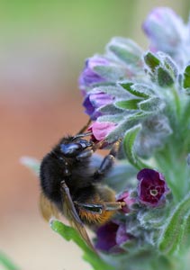 Pourquoi un jardin vivant ?