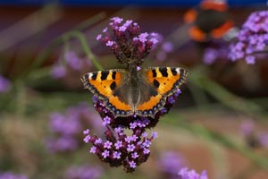 Pourquoi un jardin vivant ?