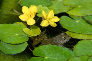 Pourquoi un jardin vivant ?