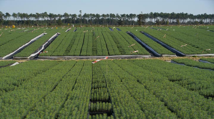 Production de jeunes plants de Pin maritime