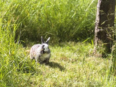 Comment protger les arbres contre les ravageurs ?