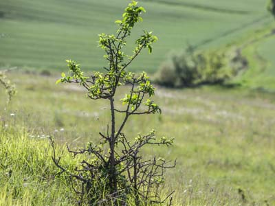 Comment protger les arbres contre les ravageurs ?