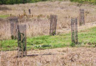 Comment protger les arbres contre les ravageurs ?