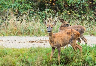 Comment protger les arbres contre les ravageurs ?