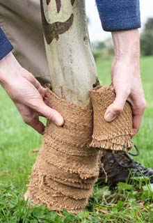 Comment protger les arbres contre les ravageurs ?