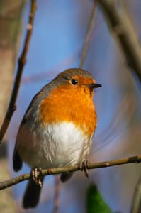 Protger les oiseaux