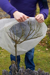 Protger les plantes du froid