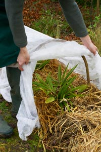 Protger les plantes du froid