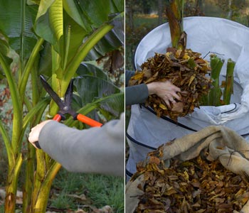 Protger les plantes du froid