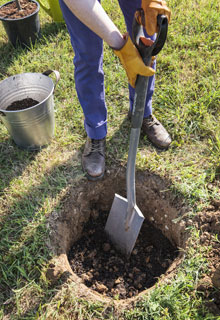 Que planter en sol calcaire ?