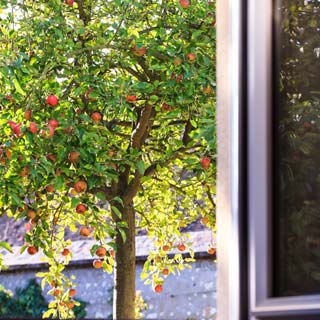 Quelle distance doit-on garder entre un mur et un arbre ?