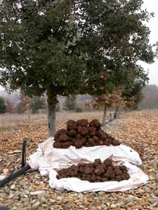 Harvesting the truffle