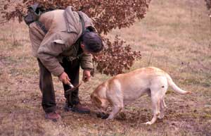 Rcolte de la truffe - Chien