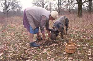 Harvesting the truffle - Pig