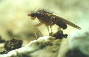 Harvesting the truffle - The fly