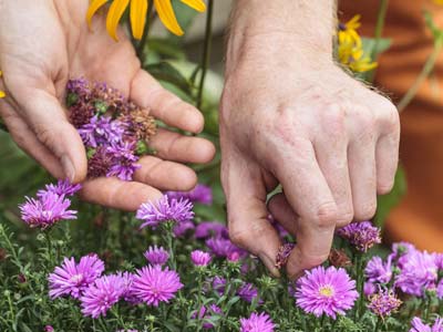 Redonner du tonus aux plantes fleuries