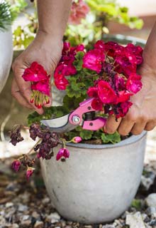 Redonner du tonus aux plantes fleuries