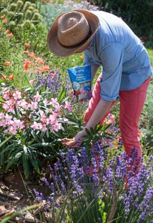 Redonner du tonus aux plantes fleuries