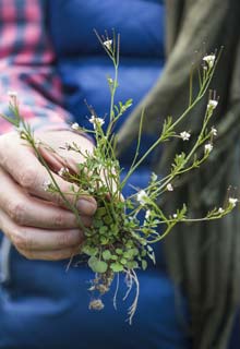 Redonner du tonus aux plantes fleuries