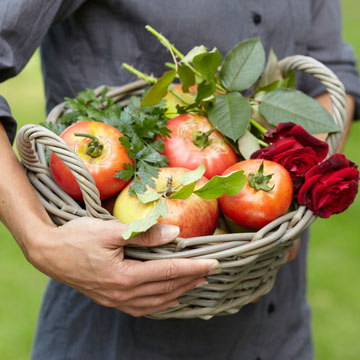 Russir la plantation des tomates