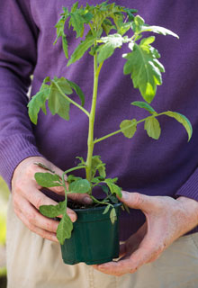 Russir la plantation des tomates