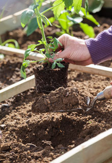 Russir la plantation des tomates