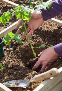 Russir la plantation des tomates