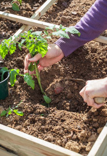 Russir la plantation des tomates