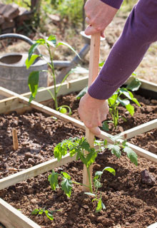 Russir la plantation des tomates