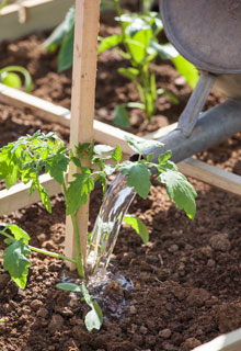 Russir la plantation des tomates